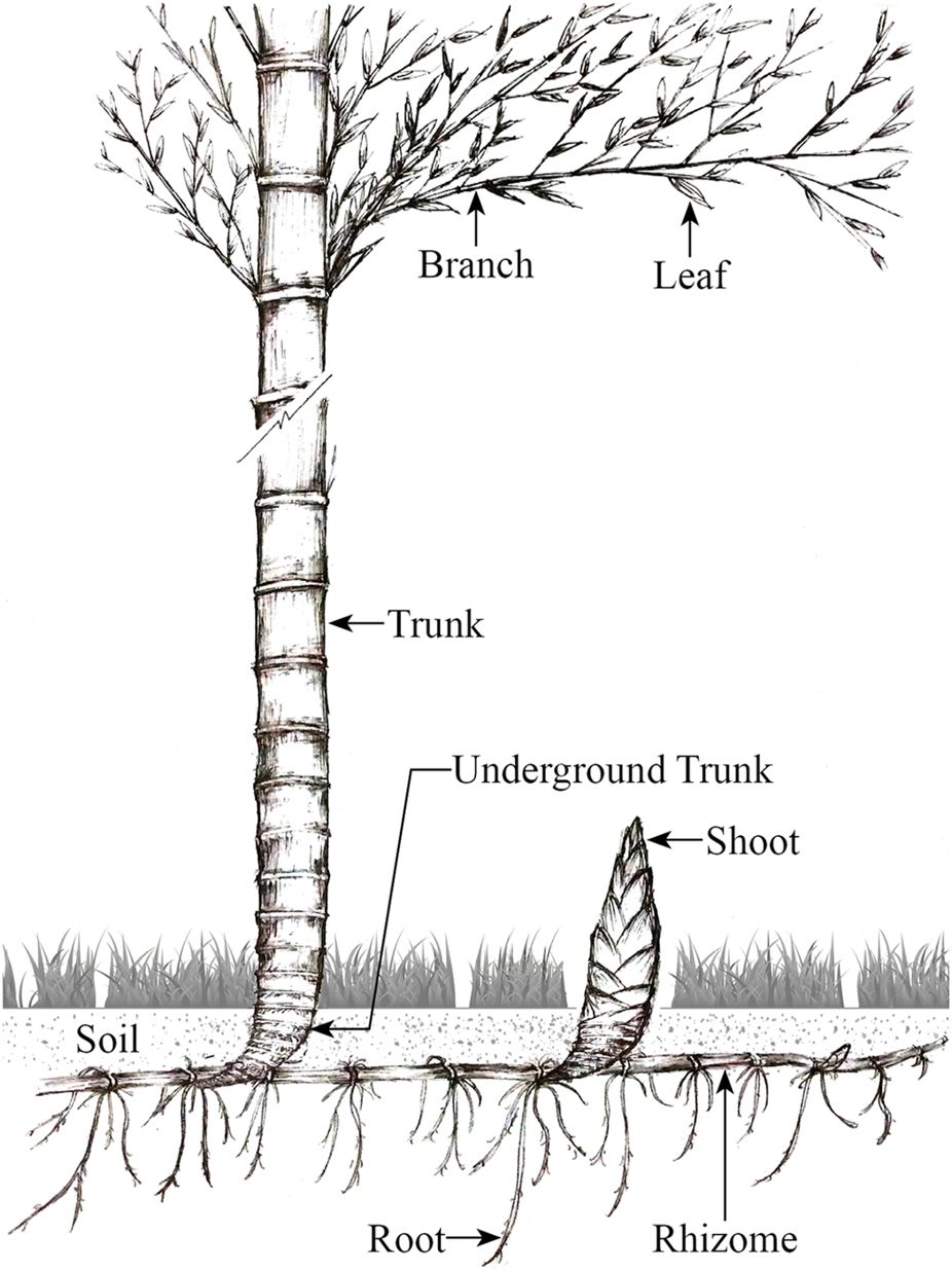 926x1237 Figure 1 Sketch Of Relationships Among Shoot, Mature Moso Bamboo - Bamboo Tree Sketch