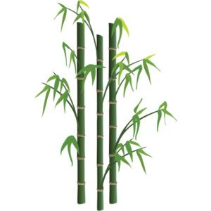 300x300 Bamboo 1 Grassesherbaceous Plants Vector Illustrationdrawing - Bamboo Tree Sketch