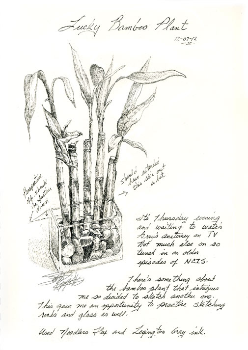 505x713 Sbwatercolors And Sketching Lucky Bamboo Plant - Bamboo Tree Sketch