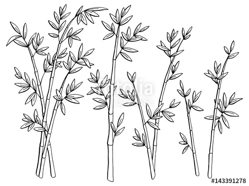 500x375 Bamboo Plant Graphic Black White Isolated Sketch Illustration - Bamboo Tree Sketch
