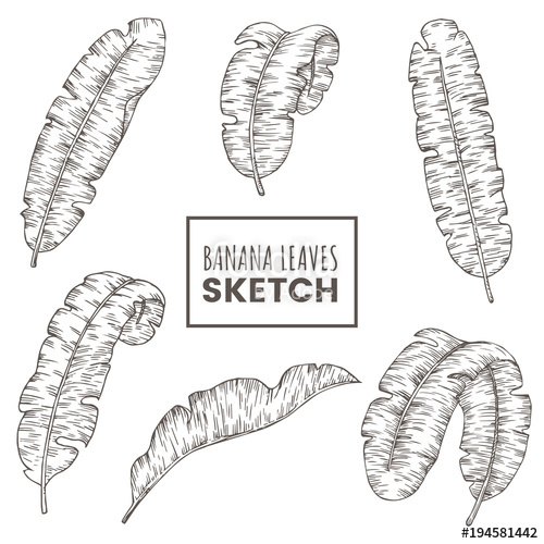 500x500 Hand Drawn Banana Leaves Set. Tropical Palm Branch Sketch Isolated - Banana Leaf Sketch