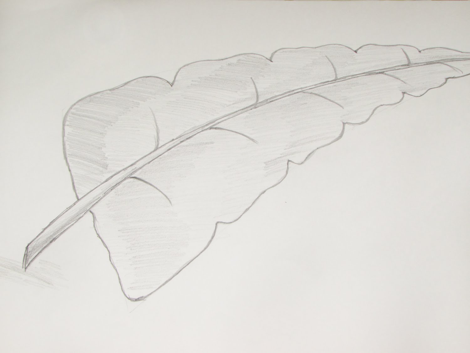 1500x1125 How To Draw Or Sketch Of Banana Leaf Using Pencil - Banana Leaf Sketch