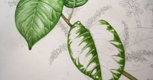 310x163 Image Result For Banana Leaf Sketch Art Cart - Banana Leaf Sketch