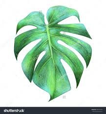 217x232 Image Result For Banana Leaf Sketch Visual Art In 2018 - Banana Leaf Sketch