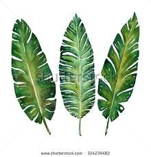 220x229 Image Result For Banana Leaf Sketch Banana Leaves - Banana Leaf Sketch