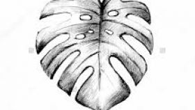 280x158 Images Of Banana Tree Drawing Labzada Wallpaper - Banana Leaf Sketch
