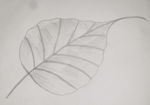 300x210 Leaf Drawings In Pencil How To Draw Or Sketch Of Banana Leaf Using - Banana Leaf Sketch