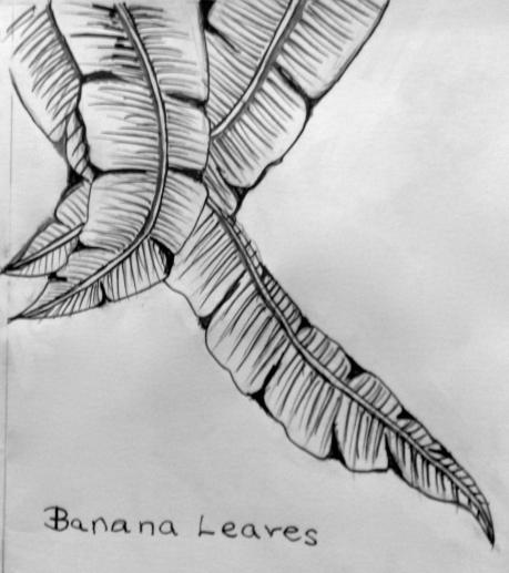 459x517 My Sketchdrawing Book Arttutor - Banana Leaf Sketch