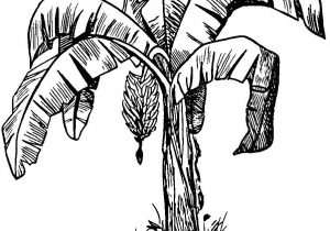 300x210 Pencil Drawing Of A Banana Leaf Pencil Drawing Of Leaf How To Draw - Banana Leaf Sketch