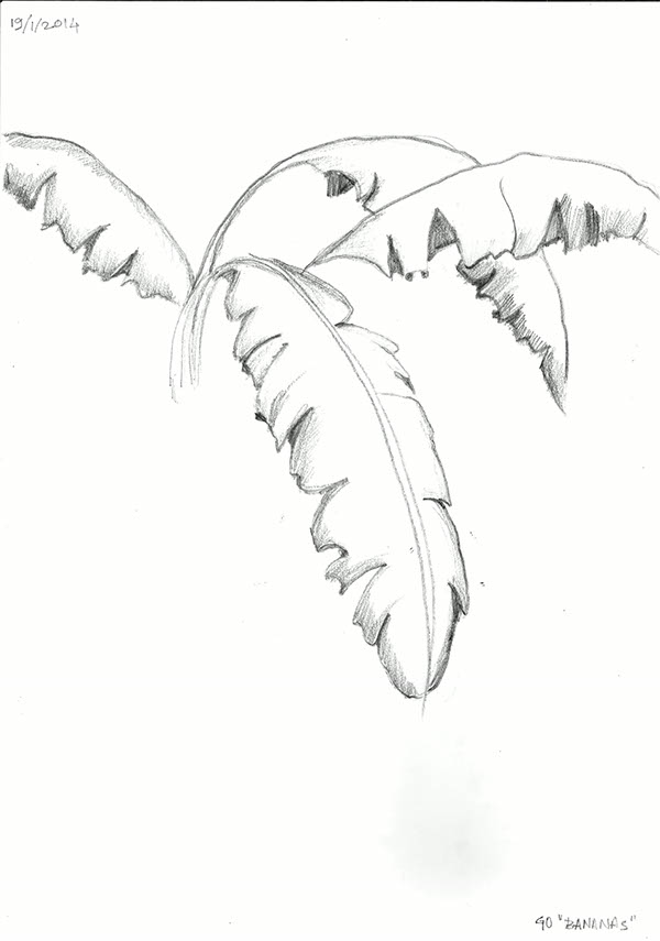 600x855 Pencil On Paper On Pantone Canvas Gallery - Banana Leaf Sketch