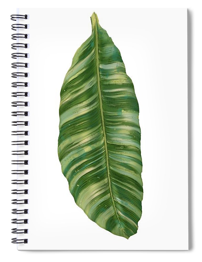 Banana Leaf Sketch at Explore collection of Banana