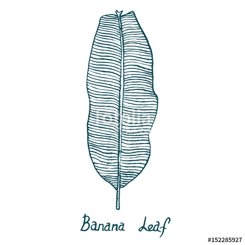 500x500 Sweet Banana Leaf, Hand Drawn Doodle, Sketch In Pop Art Style - Banana Leaf Sketch
