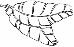 242x153 Banana Leaf Sketch - Banana Leaf Sketch