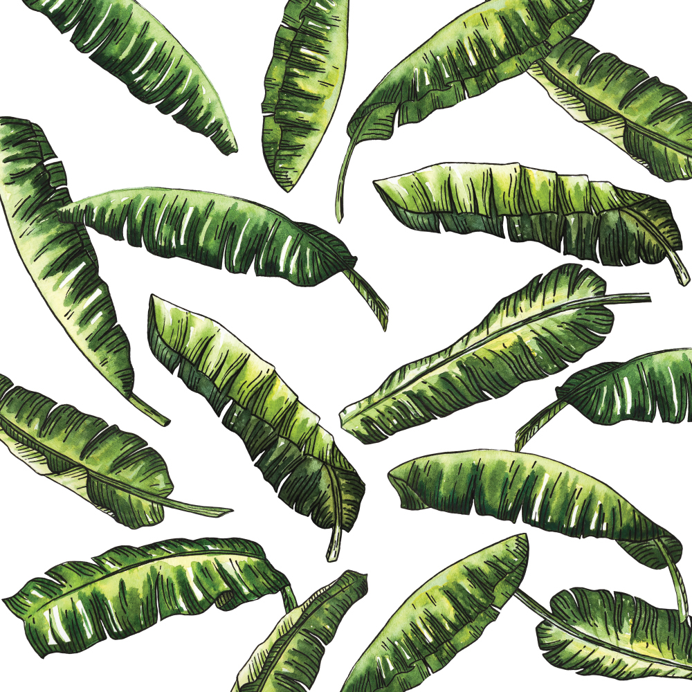 1000x1000 Banana Leaves With Banana Fruit Watercolor On Behance - Banana Leaf Sketch