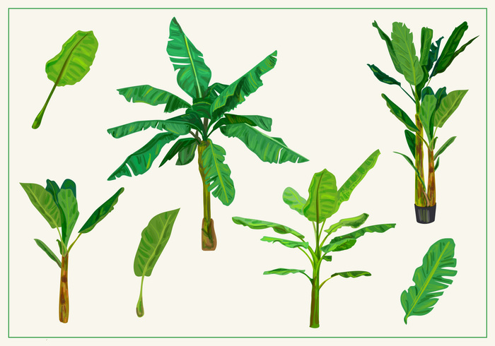 700x490 Banana Tree Vectors 104395 - Banana Leaf Sketch