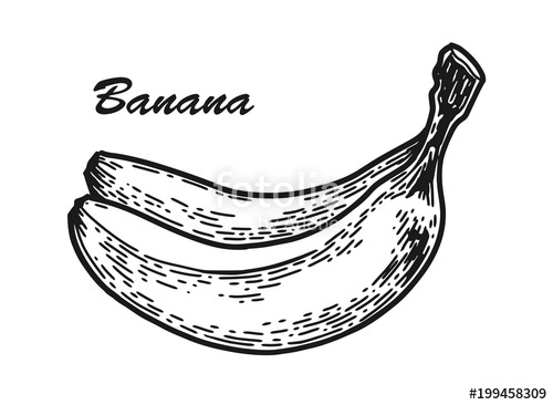 500x366 Banana Sketch Engraved Stock Image And Royalty Free Vector Files - Banana Sketch