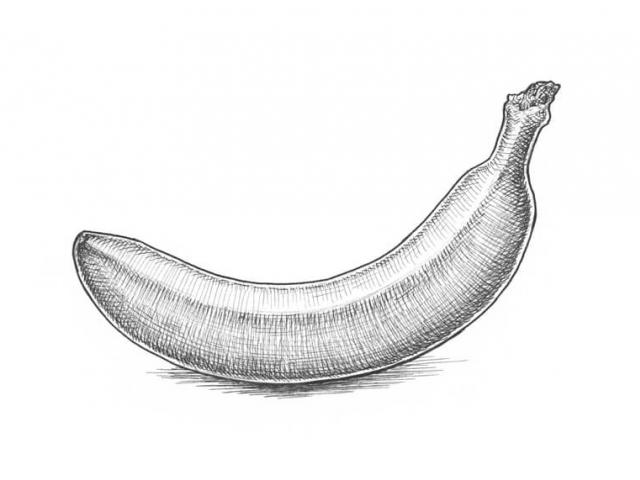 Banana Sketch Images at PaintingValley.com | Explore collection of ...