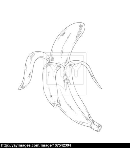 451x512 Banana, Sketch Vector - Banana Sketch Images