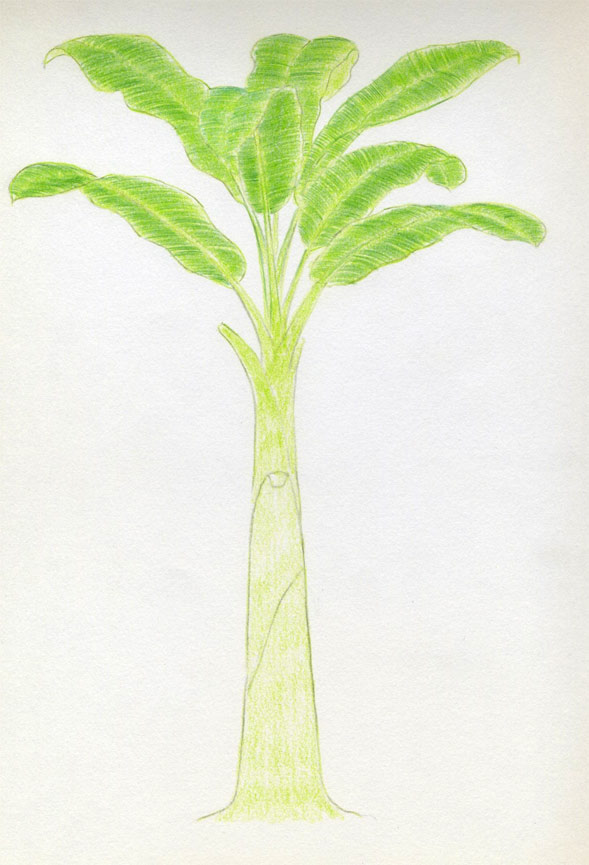 589x865 How To Draw Banana Tree - Banana Tree Sketch