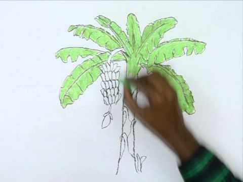 480x360 How To Draw A Banana Tree - Banana Tree Sketch