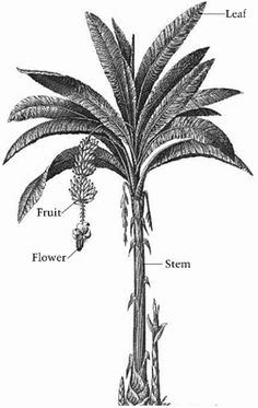 236x373 Marriage Clipart Banana Tree ~ Frames ~ Illustrations ~ Hd Images - Banana Tree Sketch