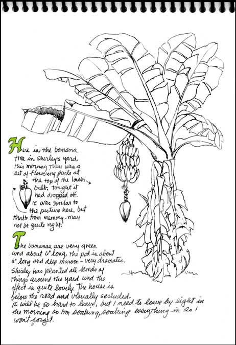 462x675 Nature Amp Travel Sketch Journaling Workbook - Banana Tree Sketch