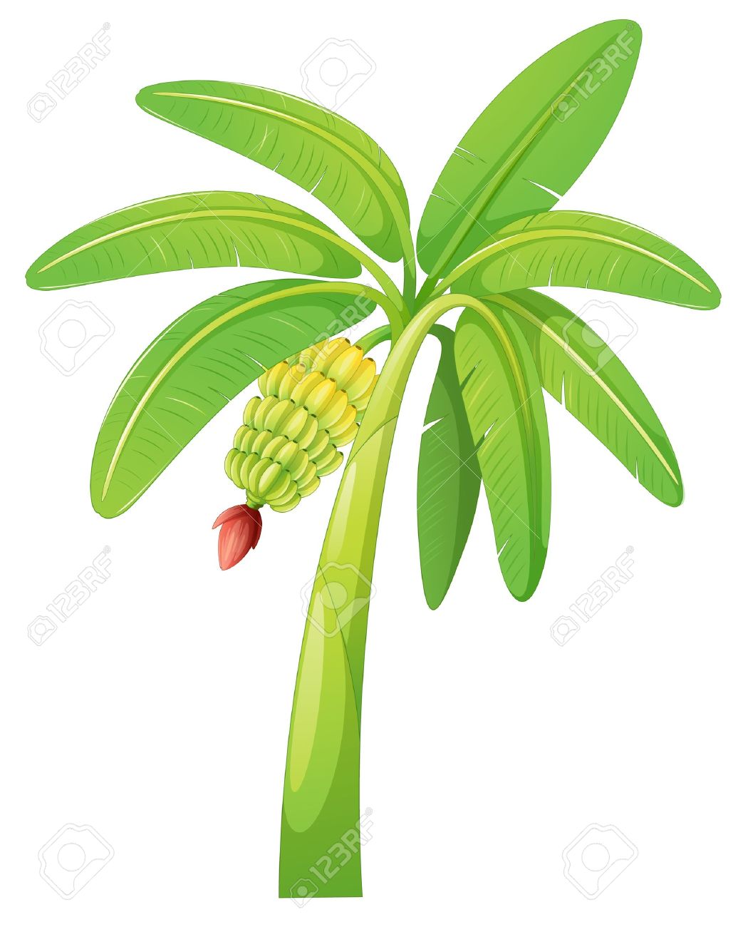 1043x1300 Plant Clipart Banana Tree - Banana Tree Sketch
