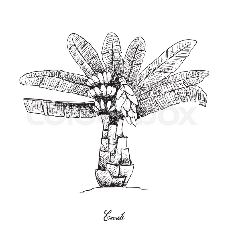 800x800 Root And Tuberous Vegetables, Illustration Hand Drawn Sketch Of - Banana Tree Sketch