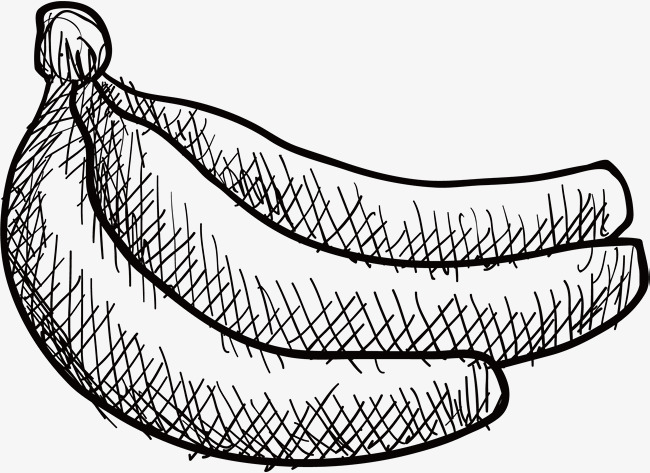 650x473 Vector Sketch Banana, Banana, Vector Diagram, Hand Drawing Png And - Banana Tree Sketch