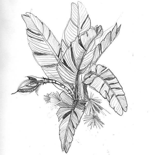 640x640 Banana Tree Just A Straight Pencil Sketch. D Storm Dickinson - Banana Tree Sketch