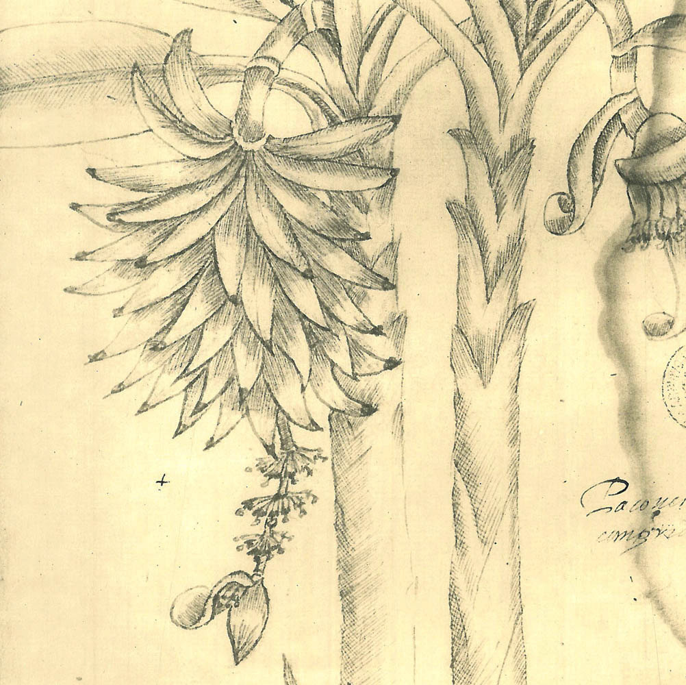 1002x1000 Vintage Botanical Print Sketch Drawing Banana Tree - Banana Tree Sketch