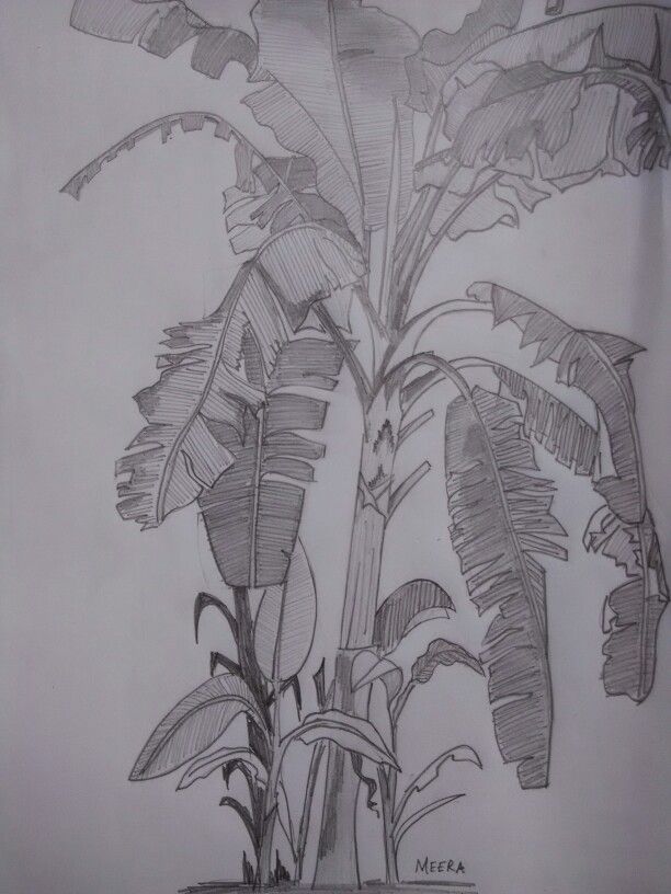 612x816 Banana Tree In My Backyard Draw Draw Draw Your Boat - Banana Tree Sketch