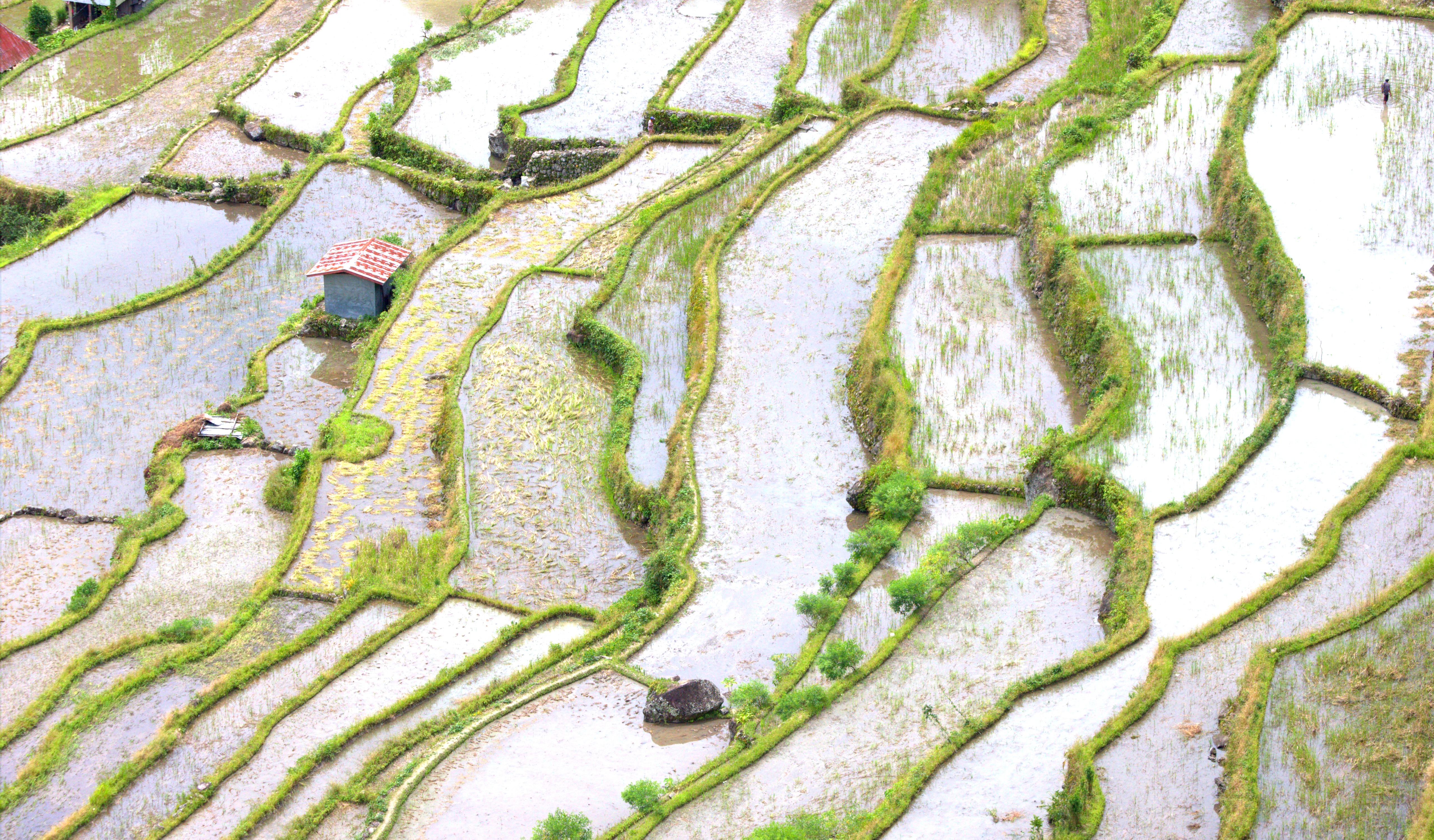 Banaue Rice Terraces Sketch at PaintingValley.com | Explore collection