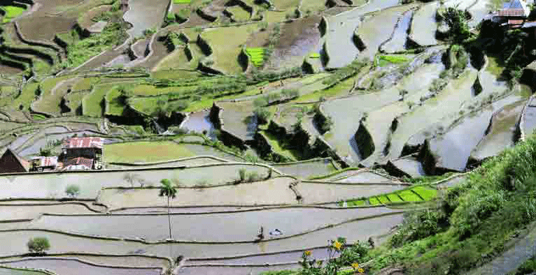 Banaue Rice Terraces Sketch at PaintingValley.com | Explore collection