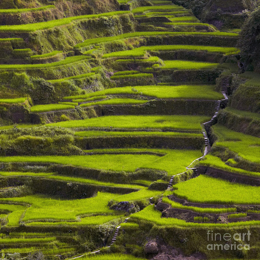 900x900 Rice Terraces In Banaue Photograph By Skip Nall - Banaue Rice Terraces Sketch