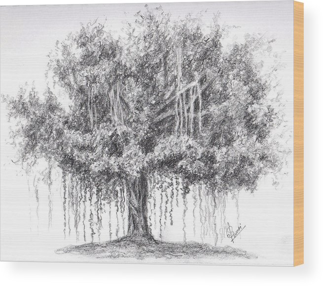 655x581 Banyan Tree Wood Print By Swati Singh - Banyan Tree Sketch