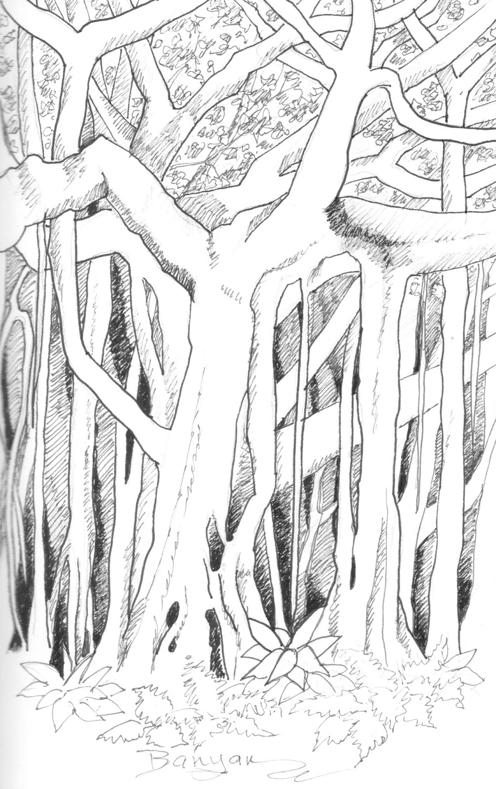 1006x1600 Carmen Beecher Banyan Tree, 5x8, Pen And Ink Drawing In Cypress - Banyan Tree Sketch