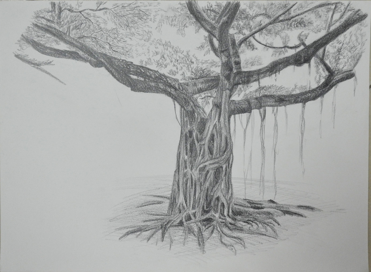 1200x880 Pencil Sketch Of Banyan Tree Pencil Sketch Of Banyan Tree Easy - Banyan Tree Sketch