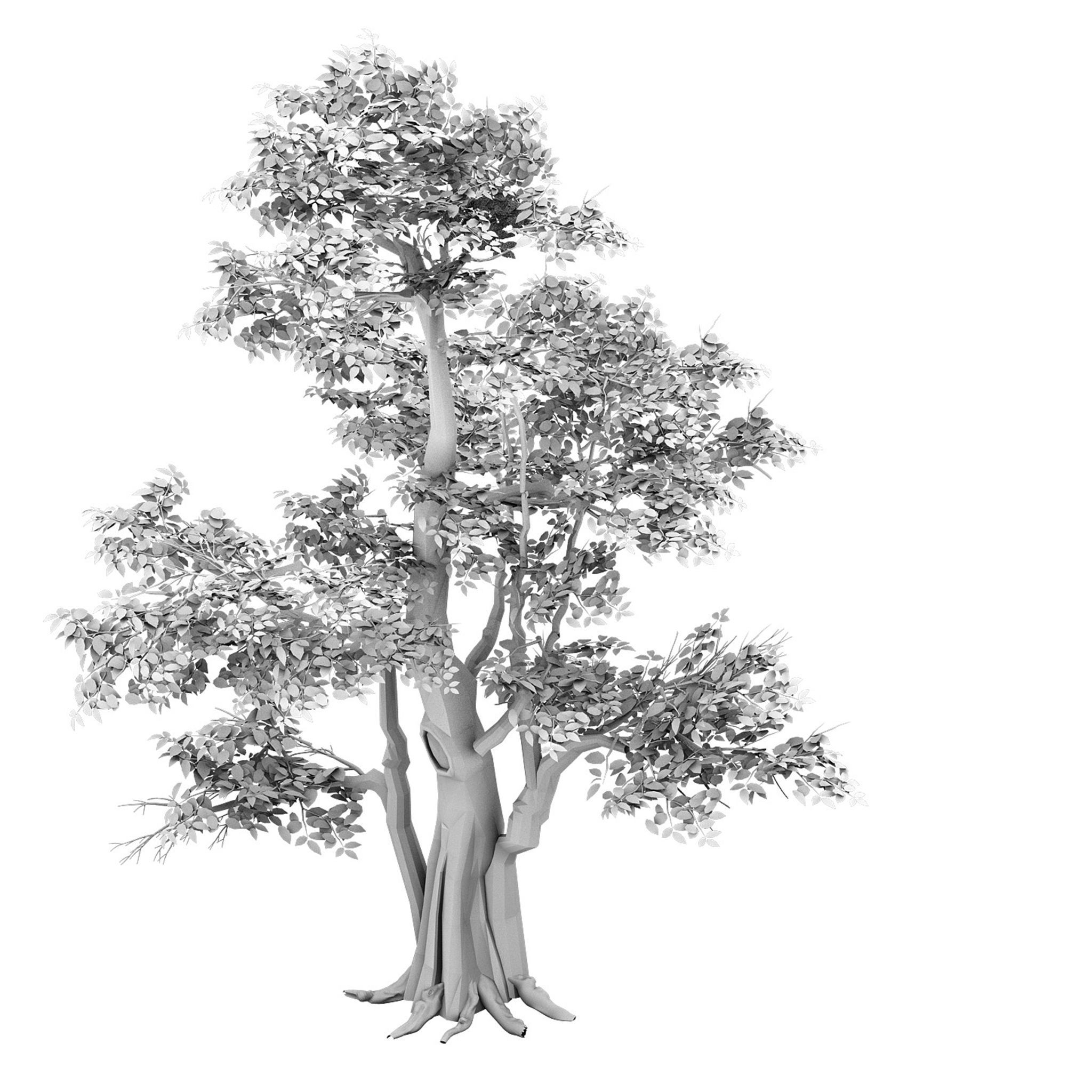 2048x2048 Tree Sketch Easy Banyan Tree Sketches How To Draw Banyan Tree - Banyan Tree Sketch