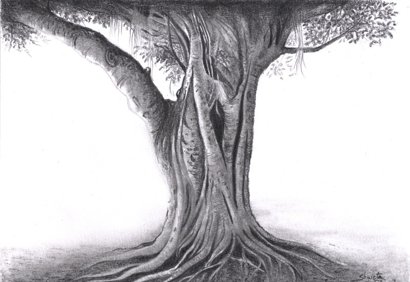 800x550 Banyan Tree Pencil Drawing Aakritiarts - Banyan Tree Sketch