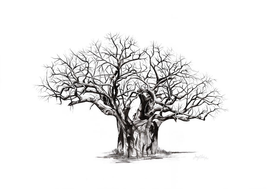 900x637 Baobab Tree 5 Drawing By Jenny Mallon - Baobab Tree Sketch