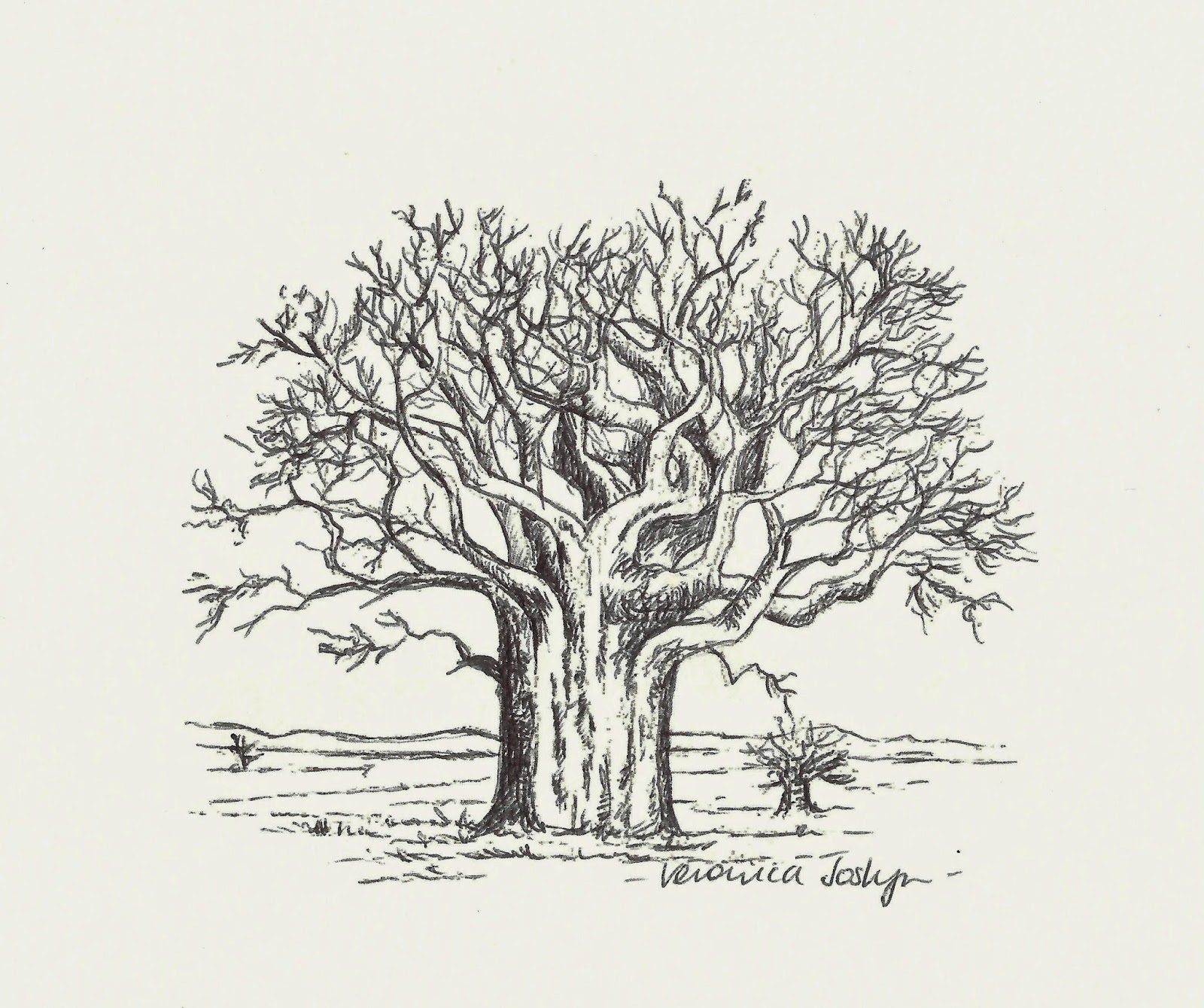 Baobab Tree Sketch at Explore collection of Baobab