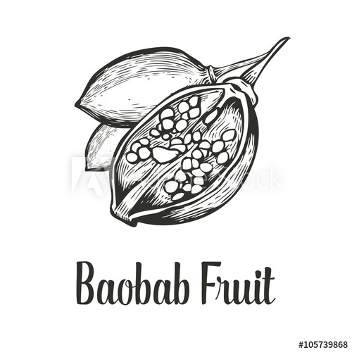 500x500 Baobab Tree, Fruit, Nut Engraving Vintage Hand Drawn Sketch Vector - Baobab Tree Sketch