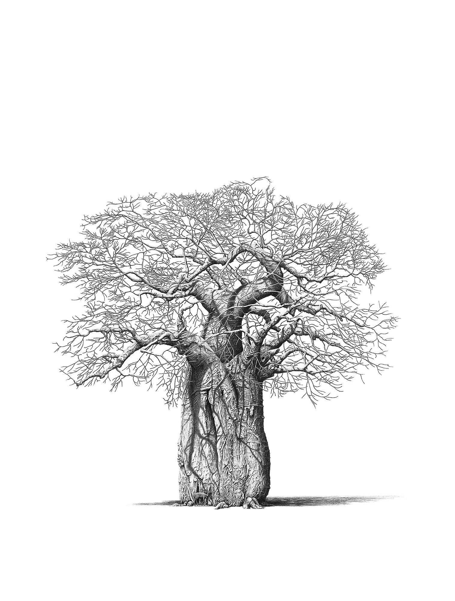 Baobab Tree Sketch at Explore collection of Baobab