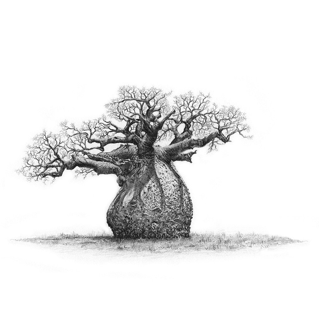 Baobab Tree Sketch at Explore collection of Baobab
