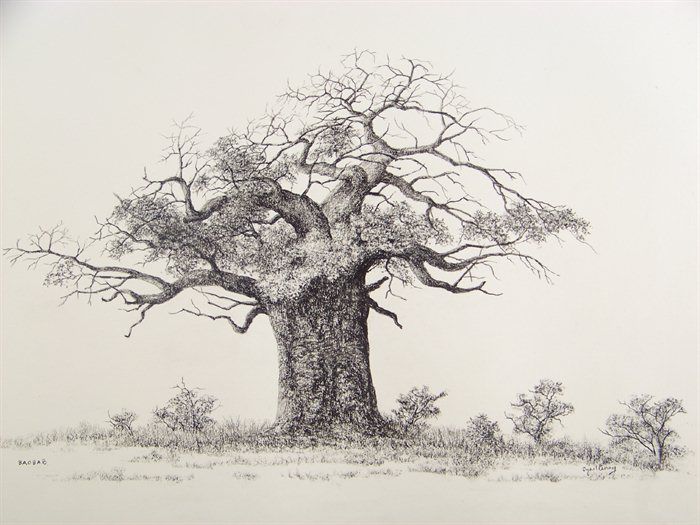 700x525 Baobab Sketch - Baobab Tree Sketch