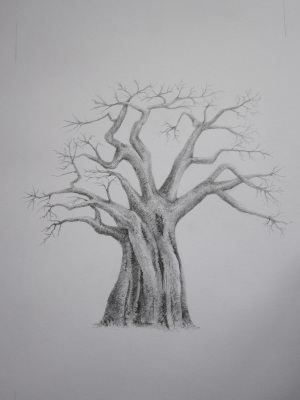 300x400 Baobab Tree - Baobab Tree Sketch
