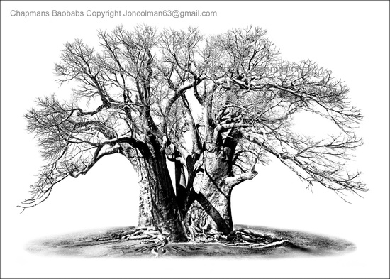 550x393 Baobab Trees - Baobab Tree Sketch
