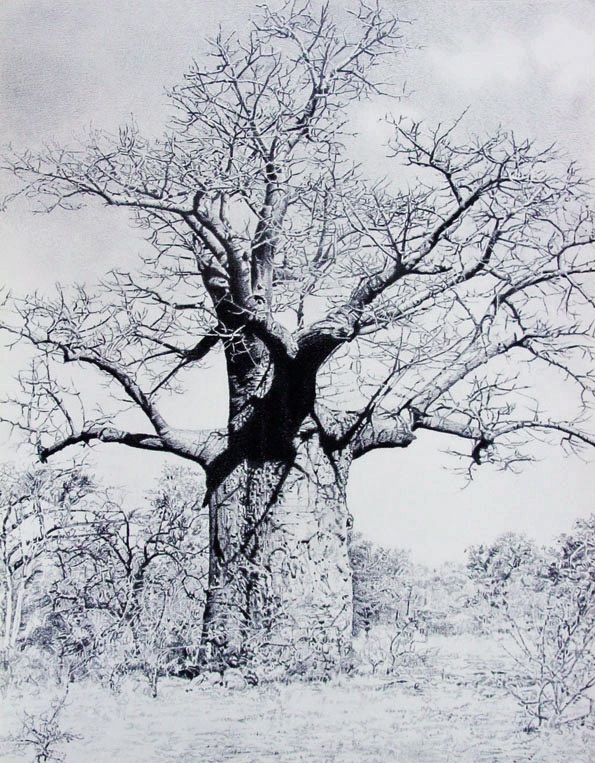 595x763 Baobab Sketch By Willemsvdmerwe - Baobab Tree Sketch