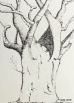 152x213 Baobab Sketches - Baobab Tree Sketch